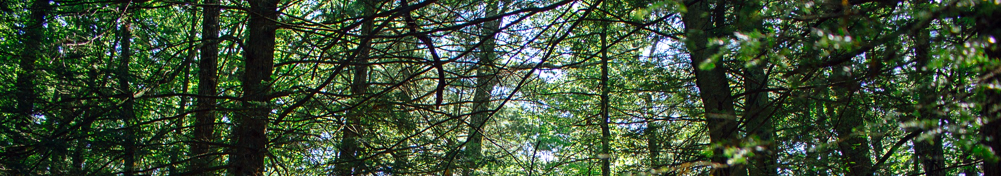 Tree header